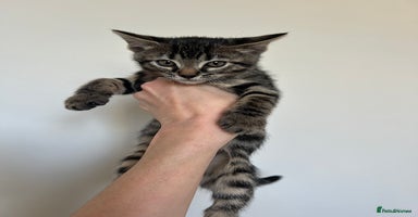 Bengal cats - Advert 7