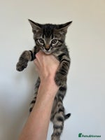 Bengal cats - Advert 7