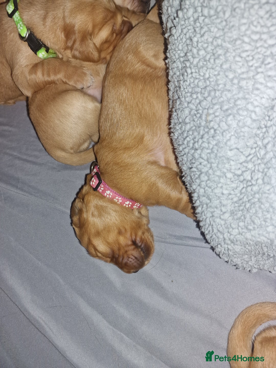 Golden Retriever dogs for sale: Beautiful KC-Registered Golden Retriever Puppies - Advert 16