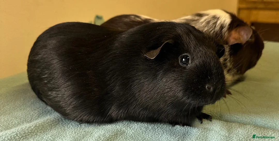 Guinea Pig rodents for sale: Female guinea pigs  - Advert 7