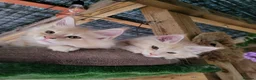 Maine Coon cats for sale:  Male Maine coon kittens for sale - Advert 13