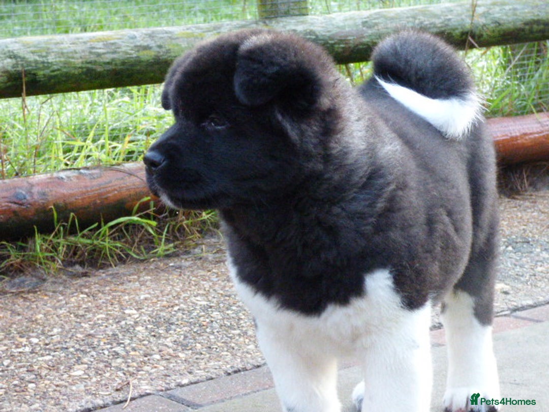 Akita dogs for sale: Quality Akita Baby Girl (KC Registered) - Advert 19