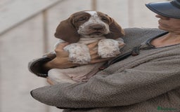 Bracco Italiano dogs for sale: This sweet boy is available  - Advert 1