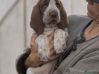 Bracco Italiano dogs This sweet boy is available - Advert 1