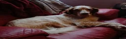 English Setter dogs for sale: Rare English Setter  in Great Yarmouth - Advert 5