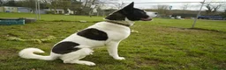 Akita dogs for adoption: Simba - Advert 5