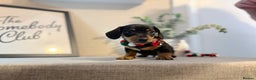 Miniature Dachshund dogs for sale: Miniature Dachshunds dapple. KC reg 4th Jan - Advert 19