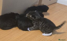 Brazilian Shorthair cats for sale: Loving 4-Month-Old Kitten Looking for Forever Home - Image 3