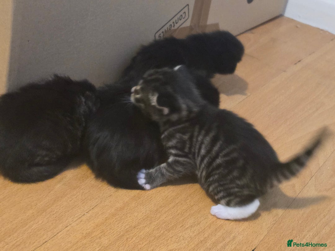 Brazilian Shorthair cats for sale: Loving 4-Month-Old Kitten Looking for Forever Home - Image 3