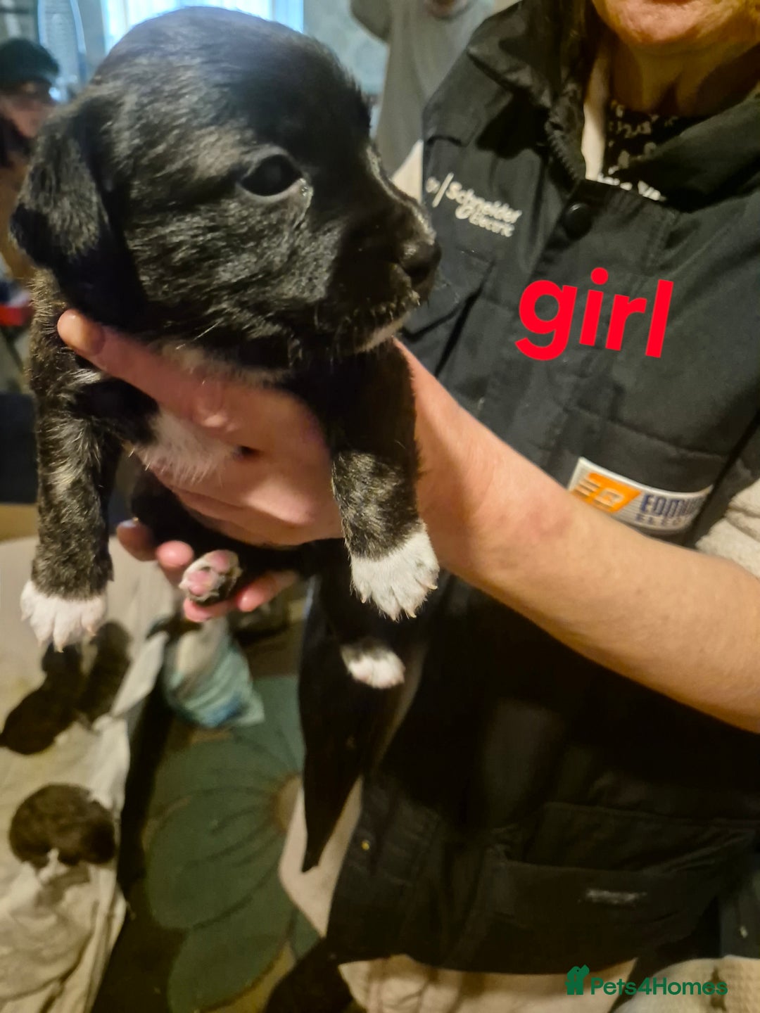 Mixed Breed dogs for sale: Stunning Westie X Jack Russell Puppies  - Advert 3