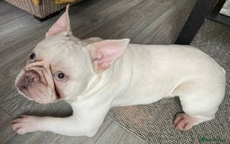 French Bulldog dogs for sale: Platinum Male French bulldog 22 months  - Image 3