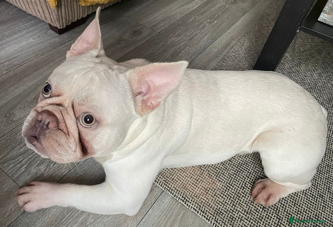 French Bulldog dogs for sale: Platinum Male French bulldog 22 months  - Image 3