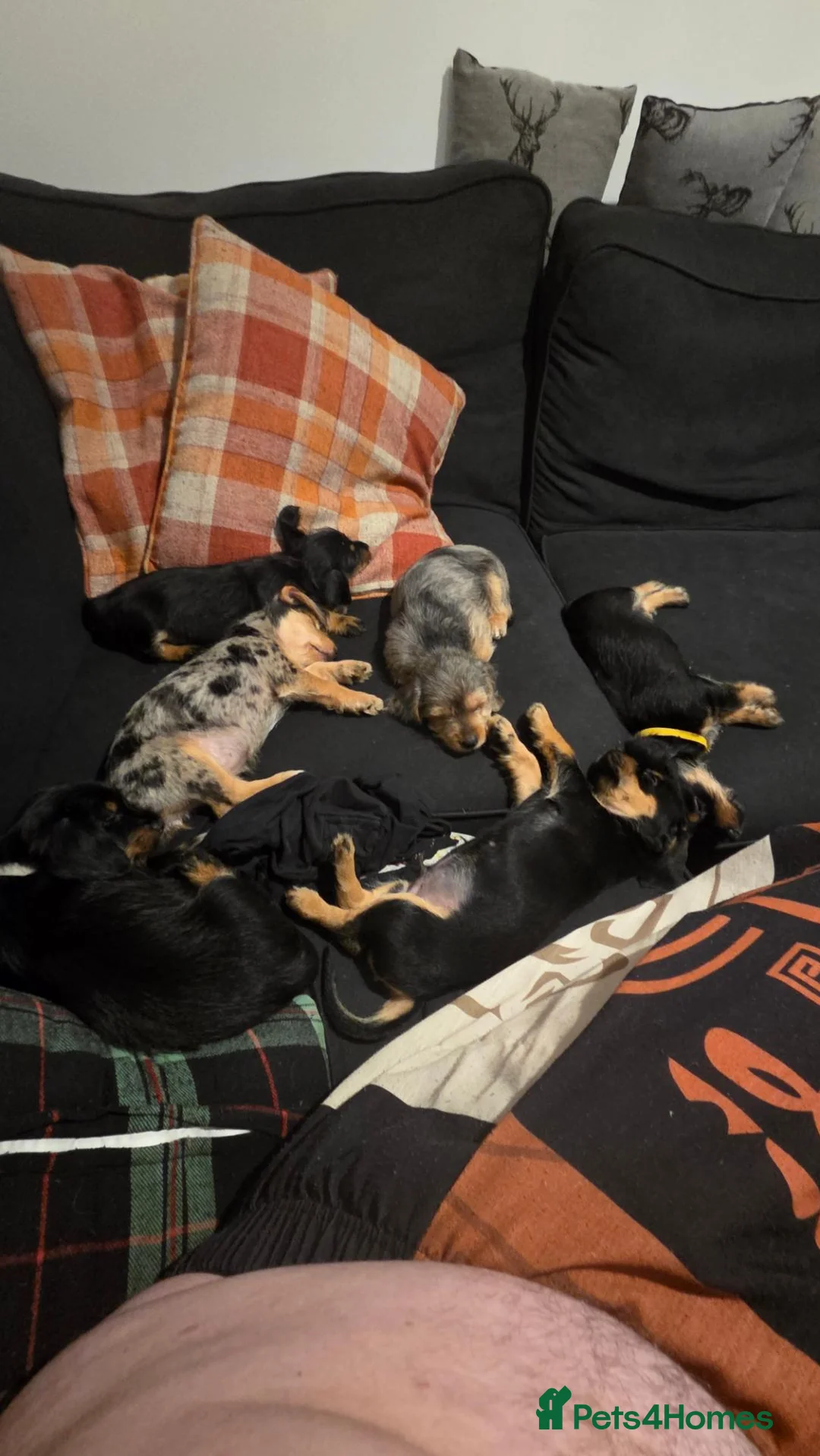 Mixed Breed dogs for sale: 1x Female dorkie (3 months old) - Advert 5