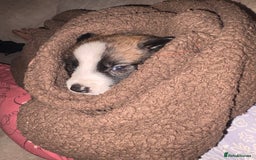 Mixed Breed dogs for sale: Lurcher x German Shepard puppies forsale - Image 35