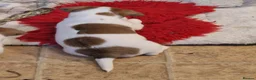 Jack Russell dogs for sale: Pedigree Jack Russell Terrier  in Filey - Advert 4
