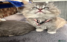 Scottish Fold cats for sale: Stunningly beautiful Scottish Fold x Ragdoll  - Image 14