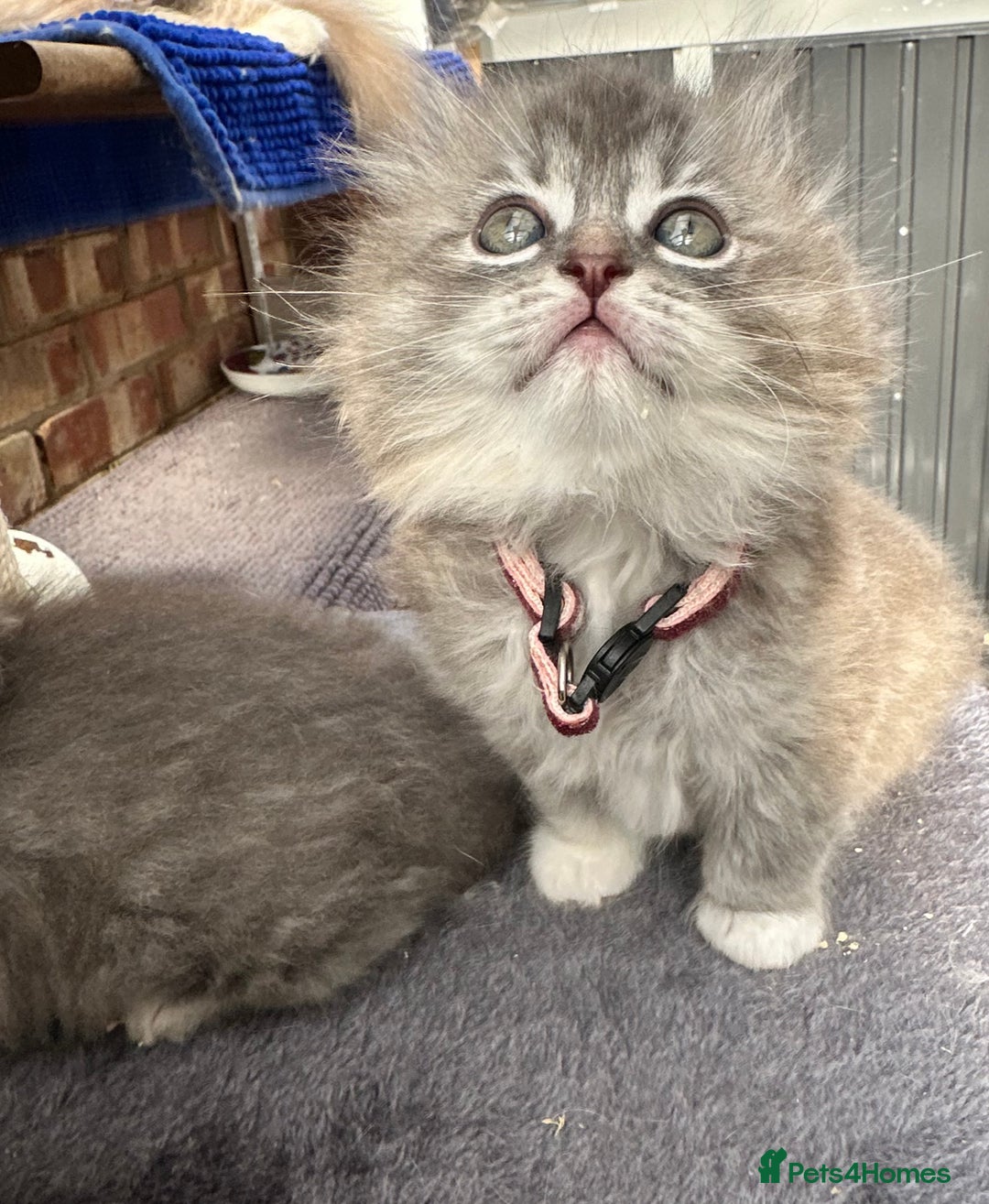 Scottish Fold cats for sale: Stunningly beautiful Scottish Fold x Ragdoll  - Image 14