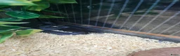 Snake reptiles for sale: Mexican black kingsnake  - Advert 3