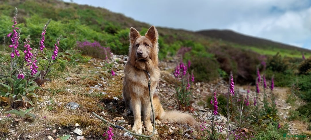 German Shepherd dogs for stud: KC health tested isabella german shepherd for stud - Advert 4