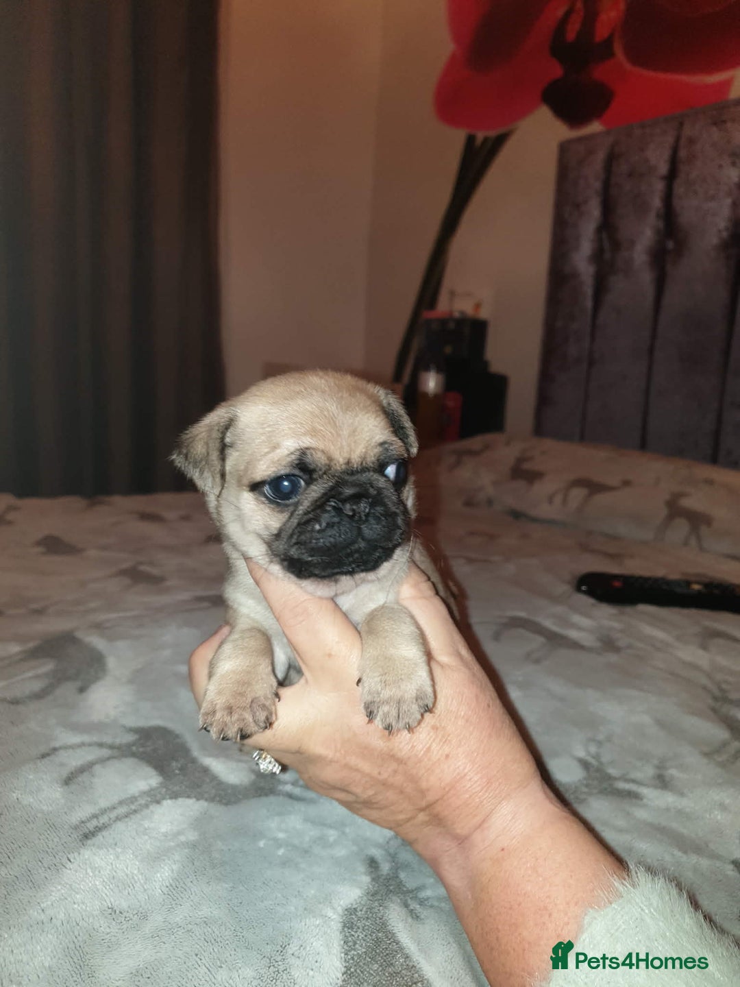 Pug dogs for sale: Pug puppies  - Advert 3