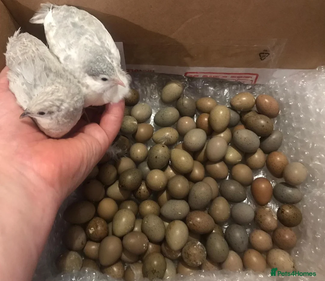 Quail poultry for sale: CHINESE PAINTED BUTTON QUAIL EGGS ! - Advert 1