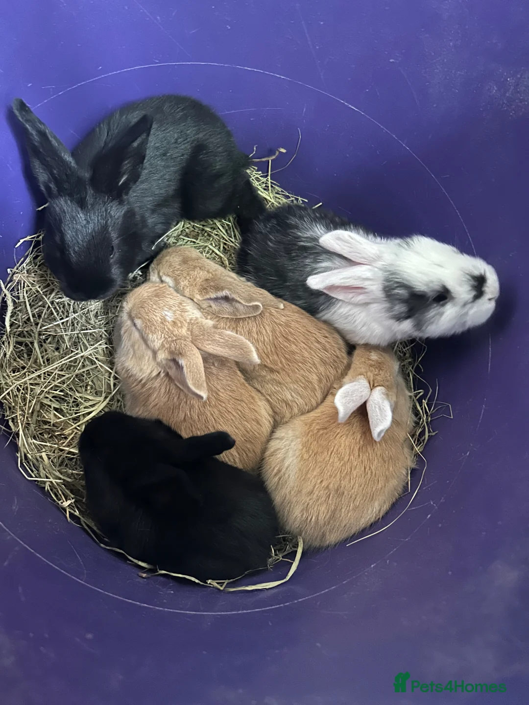 Continental Giant rabbits for sale: Continental giant rabbit babies  - Advert 2