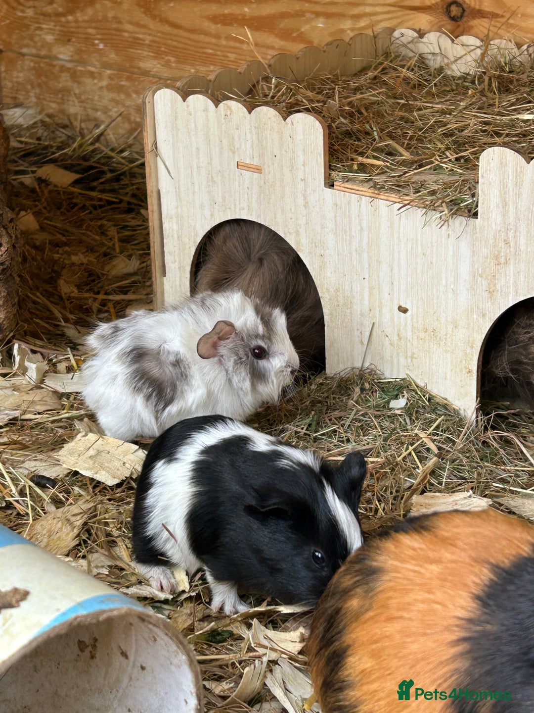 Guinea Pig rodents for sale: Baby Guinea Pigs - Image 5
