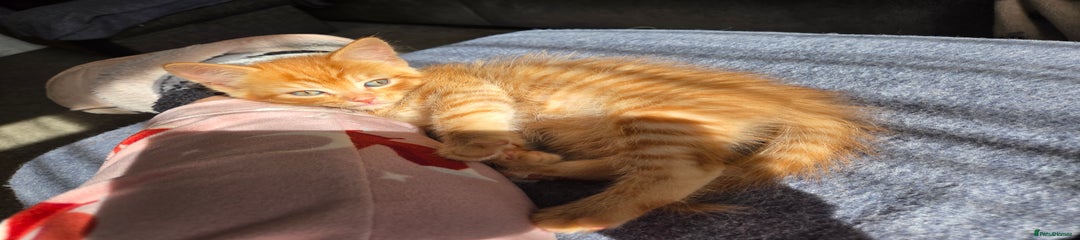 Mixed Breed Kitten 1