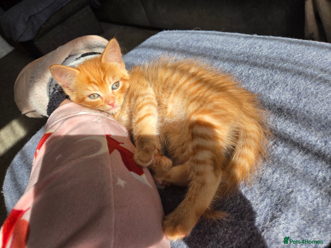 Mixed Breed cats for sale: 4 BEAUTIFUL KITTENS  - Image 3