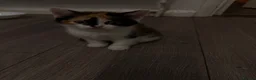 British Shorthair cats for sale: 8 weeks kittens  in Hemel Hempstead - Advert 4
