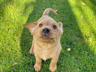 Labrador Retriever dogs for sale: Finding a home for Nemo - Advert 1