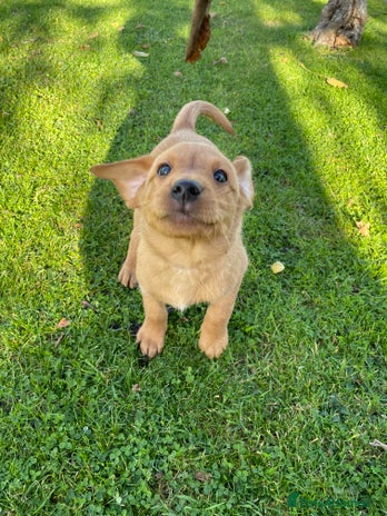 Labrador Retriever dogs Finding a home for Nemo - Advert 5