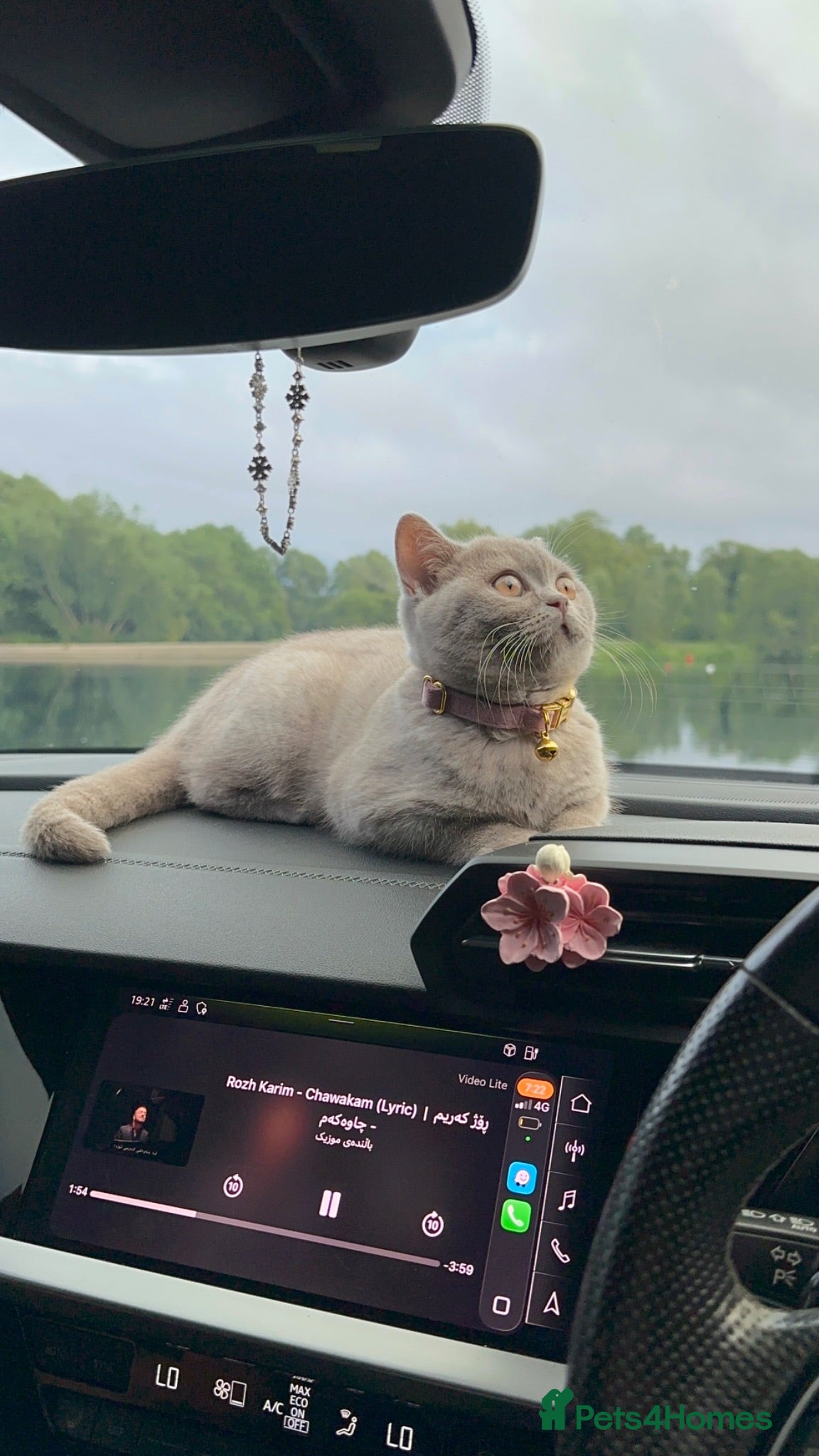 British Shorthair cats Lilac British Shorthair  - Advert 1