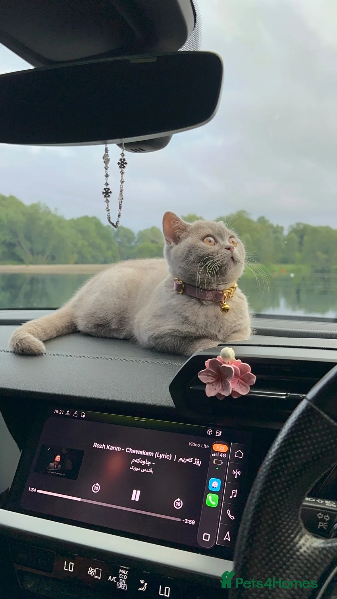 British Shorthair cats for sale: Lilac British Shorthair  in Peterborough - Advert 1