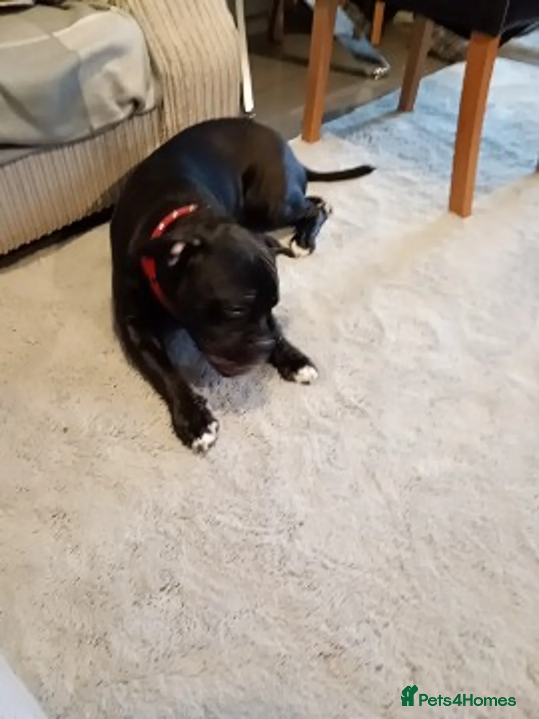 Mixed Breed dogs for sale: Frenchie crossed with Staffy male pup for sale in Grimsby - Advert 3