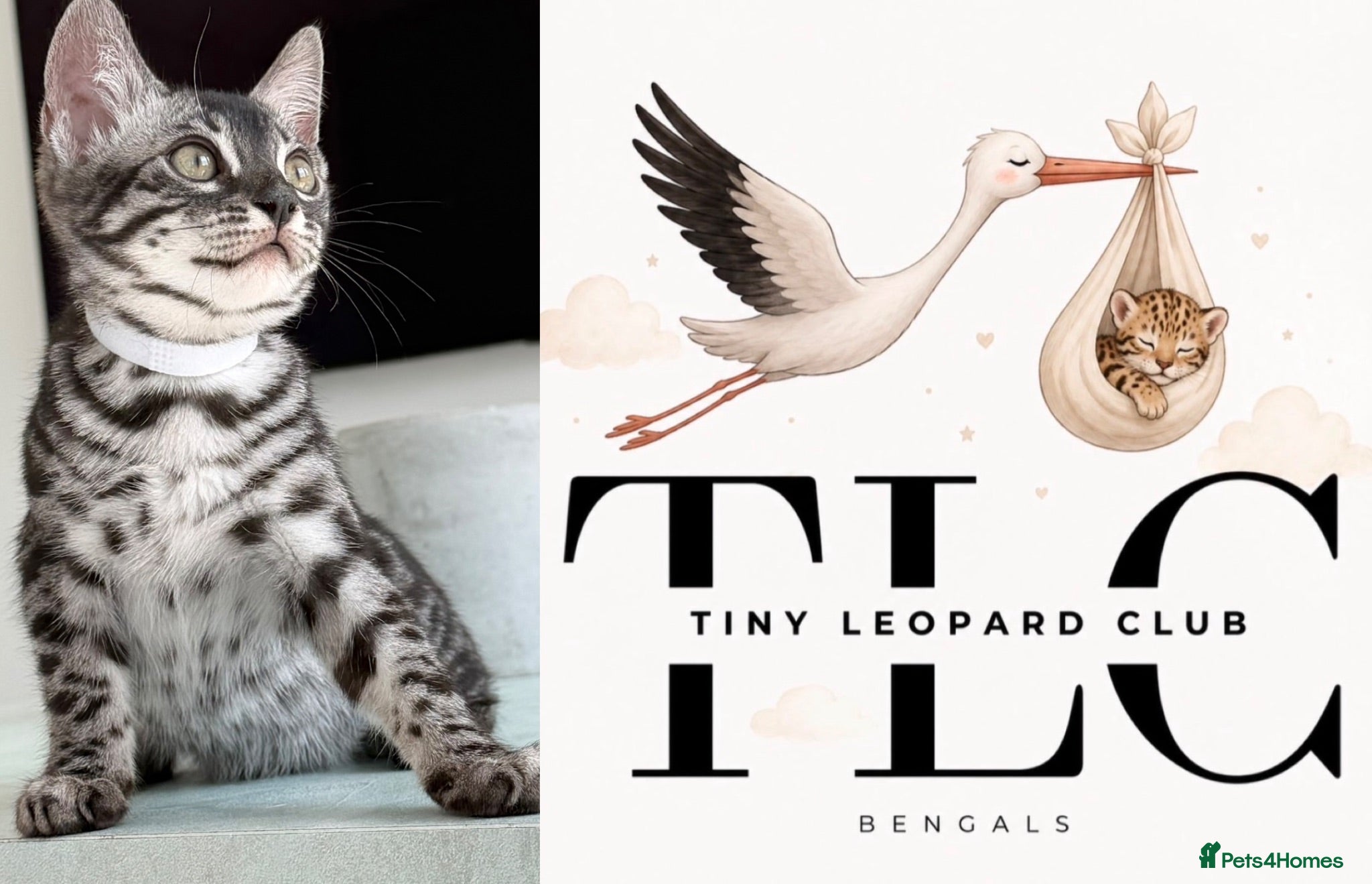 Bengal cats TICA Pedigree Bengals in Silver Charcoal 🖤🤍 - Advert 14