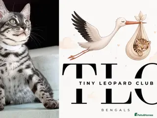 Bengal cats TICA Pedigree Bengals in Silver Charcoal 🖤🤍 - Advert 14