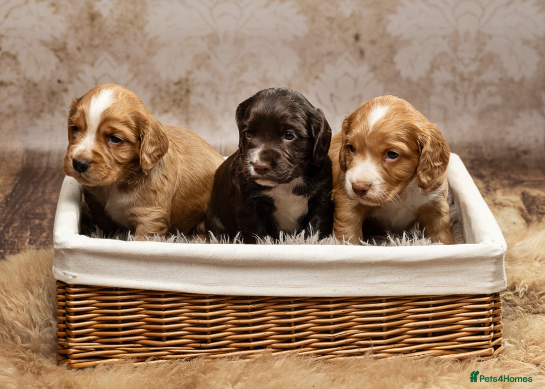 Cocker Spaniel dogs for sale: Last pup Working Cocker Spaniel Puppies! 🐶 in Chatteris - Image 7