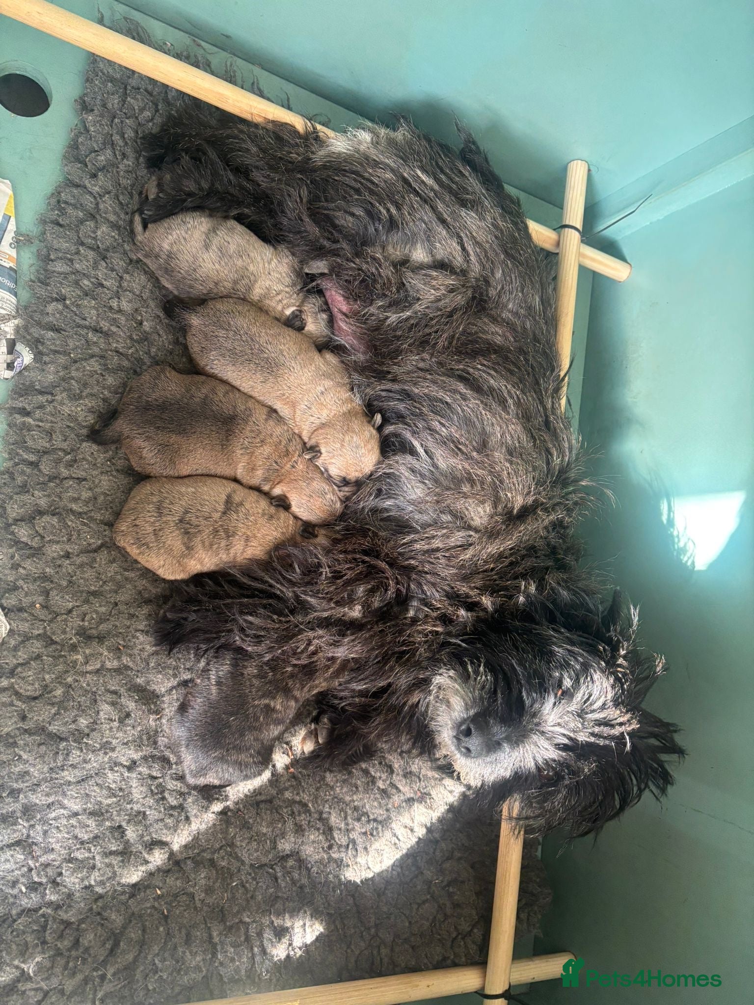 Cairn Terrier dogs SUNNYGLEN Cairn Terriers  - Advert 1