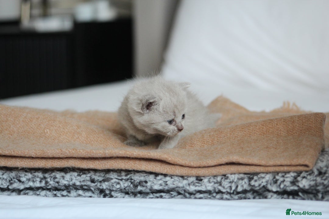 British Shorthair cats for sale: 🩶🐈🐾 Stunning BSH Kittens 🩶🐈🐾 - Image 15