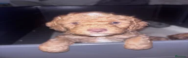 Cockapoo 2