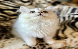 British Longhair cats for sale: READY NOW ‼️🏆British Longhair Boy.GCCF  - Image 1