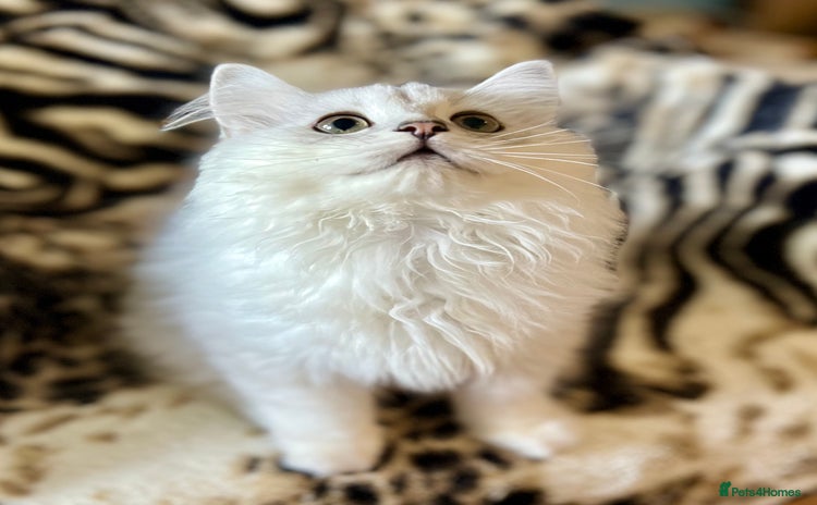 British Longhair cats - Advert 3