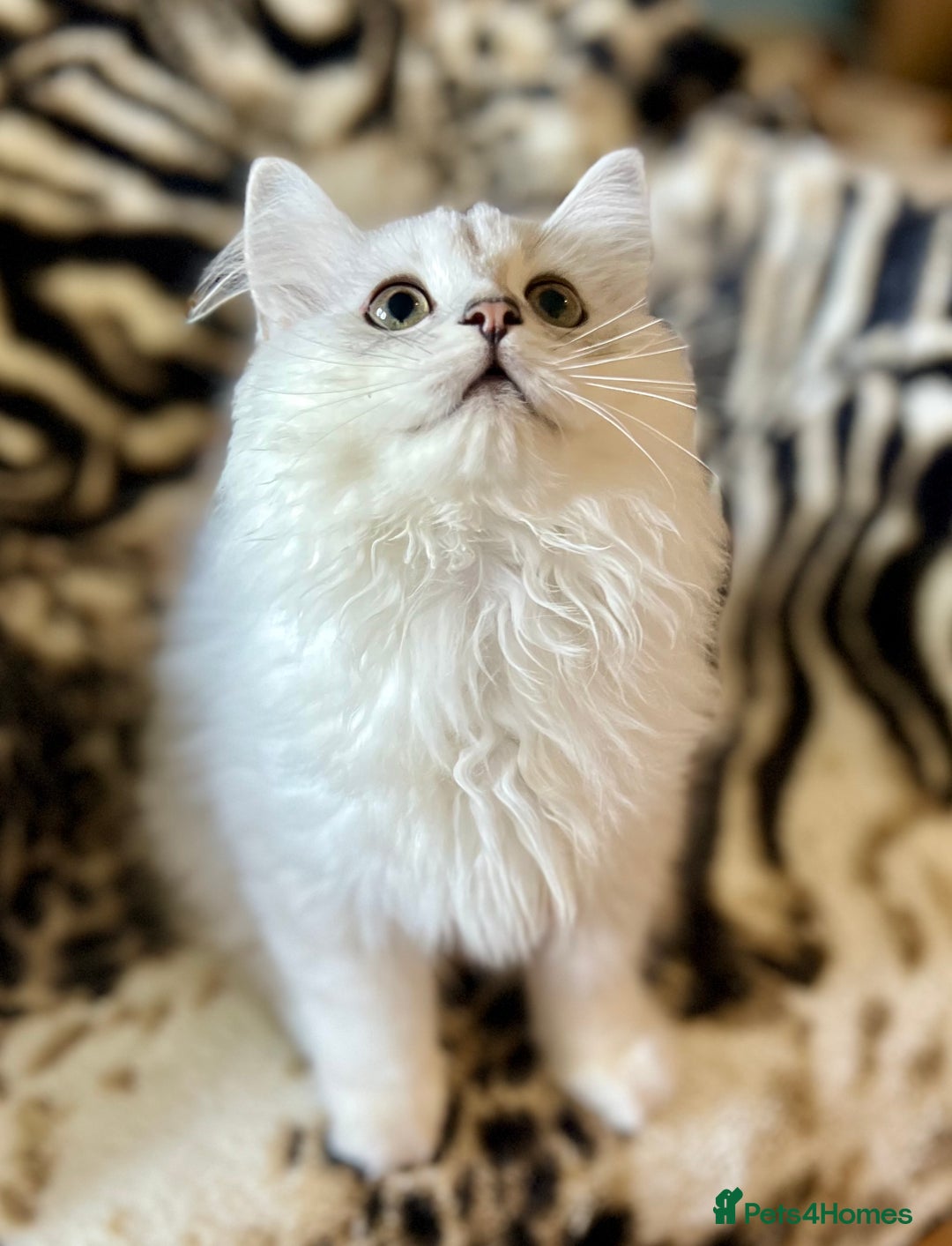 British Longhair cats for sale: READY NOW ‼️🏆British Longhair Boy.GCCF  - Image 1