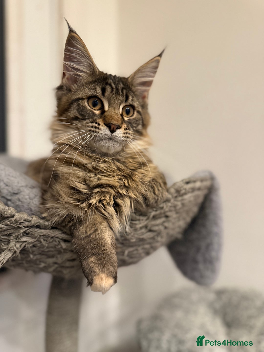 Maine Coon cats for sale: 🐾Only 1 Maine Coon Girl Still Available🐾 - Advert 4