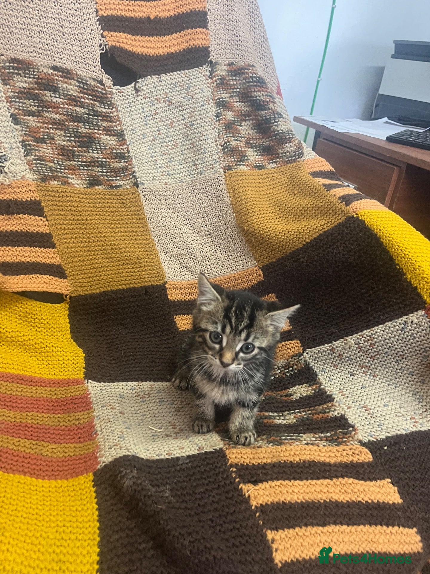 Mixed Breed cats Kittens looking for their forever homes  - Advert 1