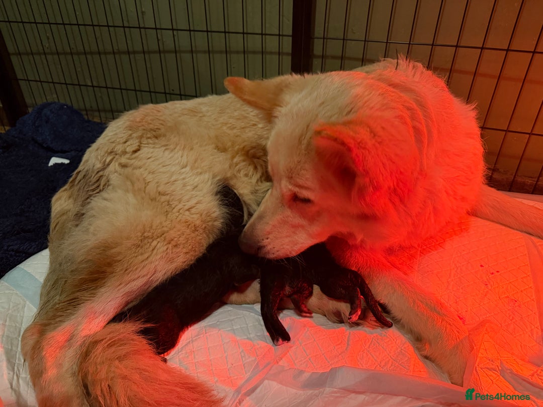 German Shepherd dogs for sale: Long Haired Health Tested German Shepherd Pups  - Advert 5