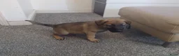 German Shepherd dogs for sale: German shepherd Puppies - Advert 17