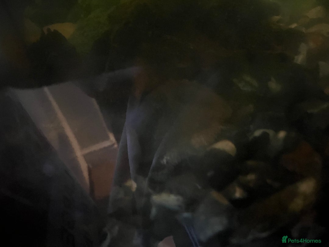 Terrapin reptiles for sale: FREE musk turtles (3) needing a new home  - Advert 4