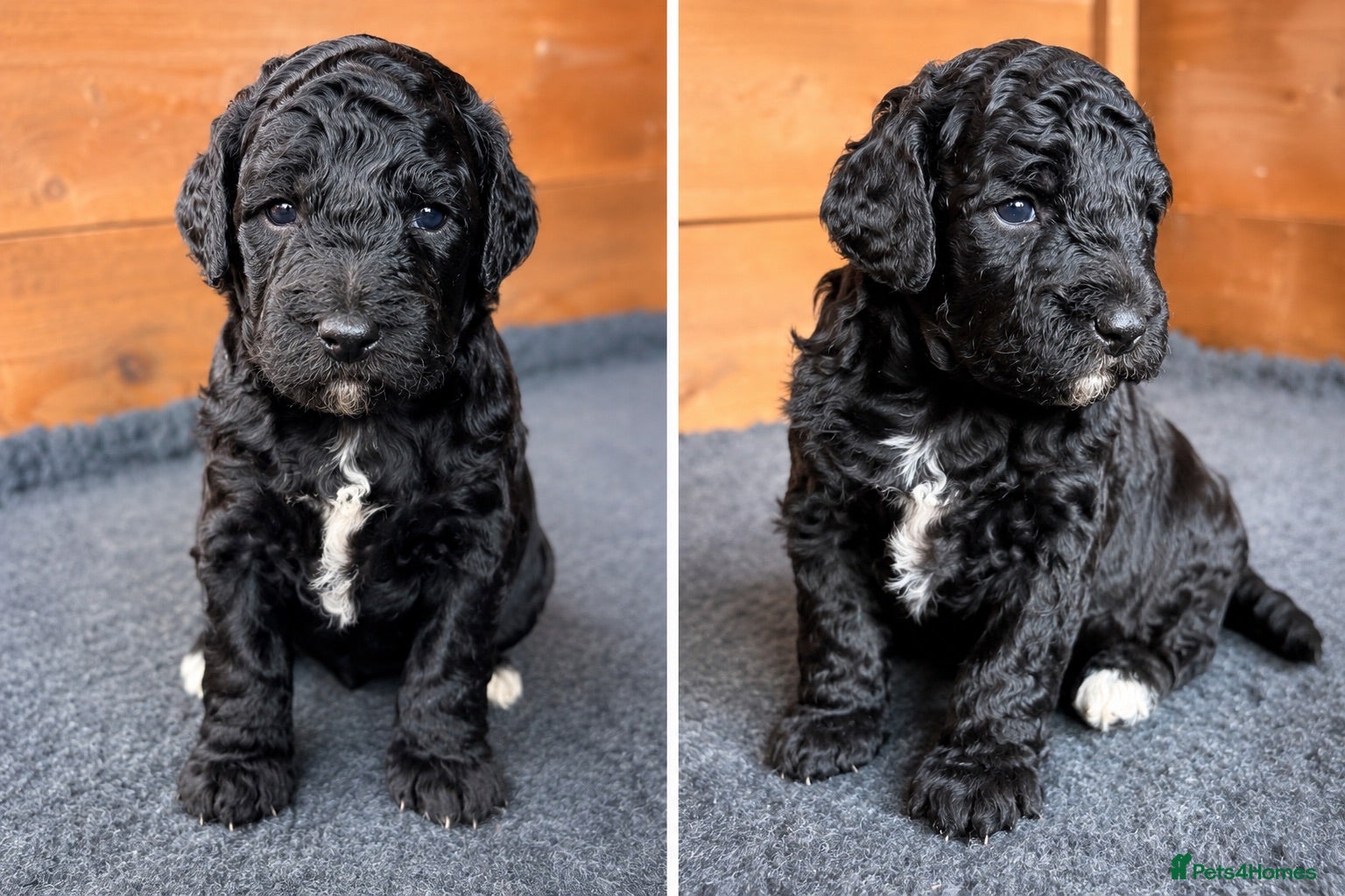 Double Doodle dogs Australian Labradoodle Puppies - Final Litter - Advert 1
